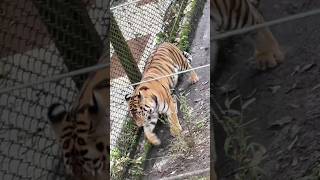 Darjeeling Zoo 🐯 Tiger Full Video | Amazing Wildlife in Darjeeling 🌄🔥 #shorts #ytshorts #zoo