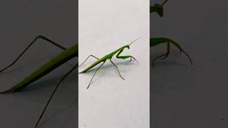 Little Praying Mantis Fact! #facts #bug #insects #nature #ai