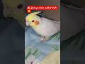Red colour eye 👁️ My queen beutiful cocktel  White Birds 🤍🦜🦜🕊️😍🔥 #pinkparrots #budgie #birds #reels