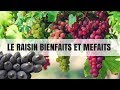 Le raisin et la cure de raisin  bienfaits et effets secondaires