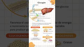 Glucagón  #greenscreen #hiperbarica #biologia