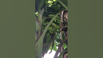 Cây chuối kỳ lạ có trổ buồng giữa thân