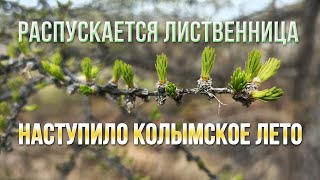 А вот и лето. Распускается лиственница на Колыме. Сусуман