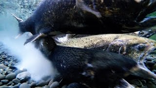 Chinook Salmon Spawning Act4 May 2016