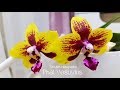 Первое ЦВЕТЕНИЕ моих АЗИАТСКИХ орхидей | азиатские орхидеи  Flowering of my orchids Орхидея Orchids