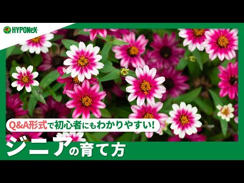 百日草の育て方：猛暑でもほったらかしで咲くコツ5選