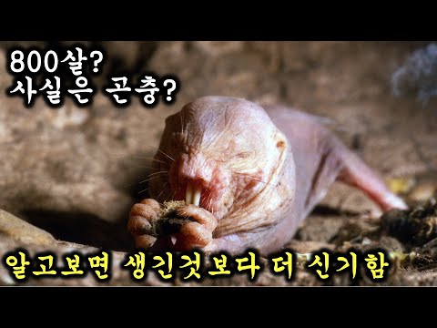 벌거숭이 두더지쥐의 극강 초능력과 신기한 사실들