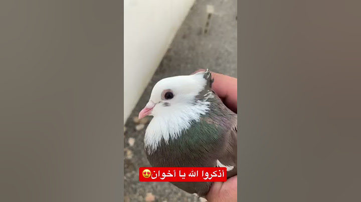 حمام ايراني قلاب😍 #pigeon #حمام