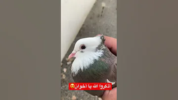 حمام ايراني قلاب Pigeon حمام 