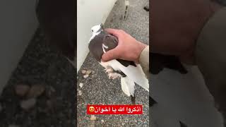 حمام ايراني قلاب😍 #pigeon #حمام