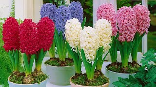 How to Plant Prepared Hyacinths: Winter/Spring Guide