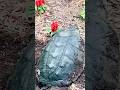 Snapper Laying Eggs!!! #naturetherapy #wildlife #snappingturtle #youtubeshorts