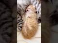 Baby Pocha’s Tiny Meows Are Too Cute