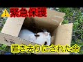 【捨て猫】【保護猫】置き去りにされた命