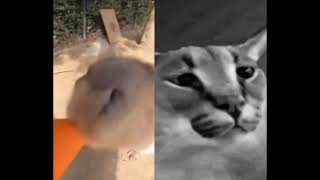 Virgin Capybara Fan vs Chad Floppa Enjoyer