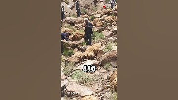 The Shocking Reason Sheep Will Follow Each Other to Dangerous Places