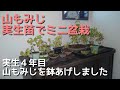 山もみじ実生苗でミニ盆栽