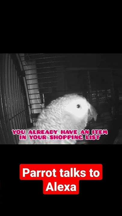 Parrot Asks Alexa To Add Pulled Pork Parrot asks Alexa to add pulled pork to shopping list #shorts #alexa #