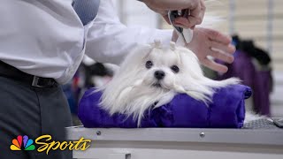 National Dog Show 2025: The Life of a Show Dog (Puppy's version) | NBC Sports National Make A Dogs Day 2025