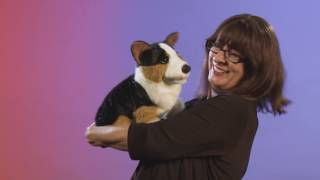 Welsh Corgi Pembroke na videu