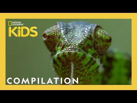 Cute Animals 🥰 vs Funny Animals 🤣 | Nat Geo Kids Compilation | @natgeokids