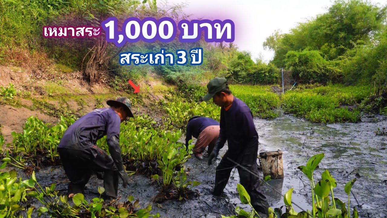 เหมาสระ 1,000 บาท หนองหมู่บ้าน เก่า 3 ปี ทั้งใหญ่ทั้งลึก  / บ้านนอก EP.896