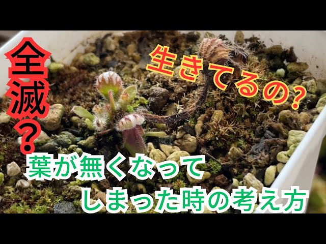 全滅！？]地上部がほとんど枯れてしまったセファロタスはどうするべき 