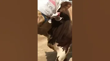 تبارك الله على خير 