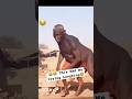 Top Blunders of the Week | Most Hilarious Mistakes That Went Awry