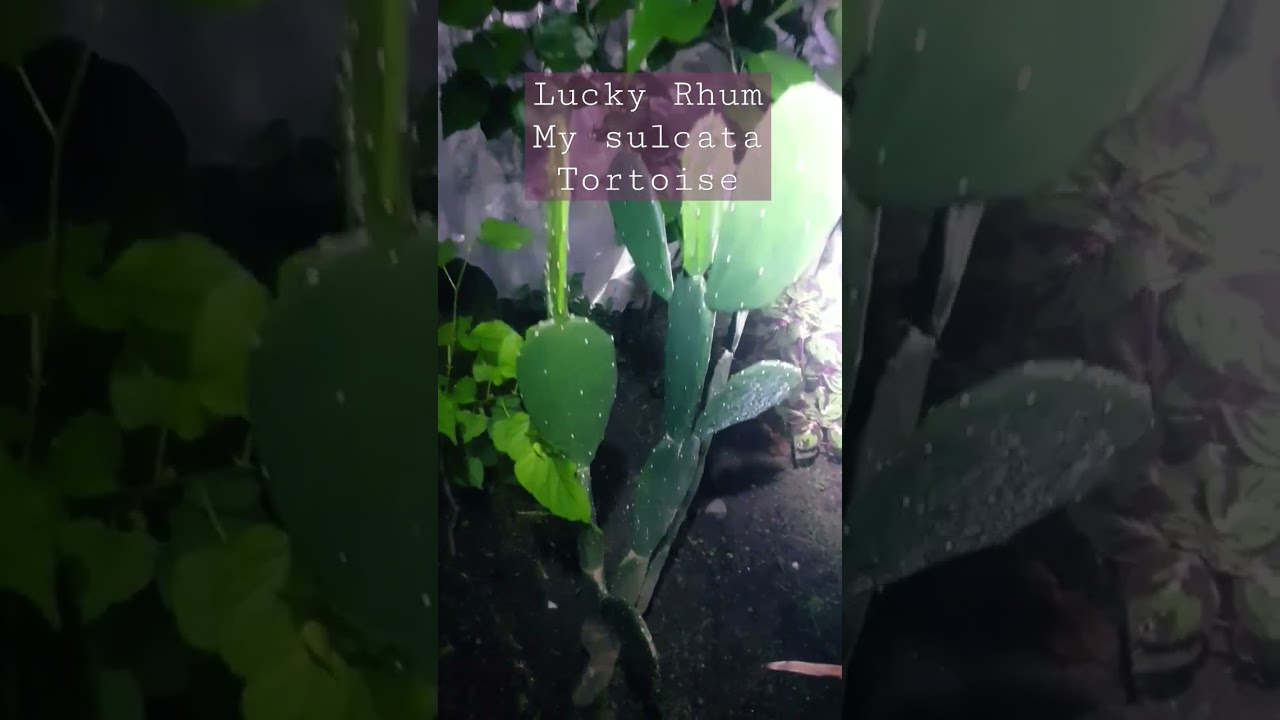 Lucky Tortoise I found this Huge Cactus at my Brother's Backyard.Only reptiles keeper knows.