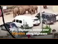 Elephants reach Chinese city after 500 km trek