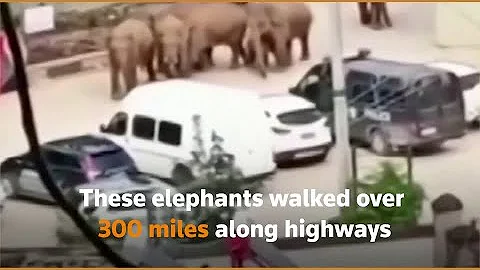 Elephants reach Chinese city after 500 km trek - DayDayNews