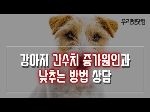 [강아지 간 질병 상담] 강아지 간 수치 낮추는 방법과 간 건강 회복방법