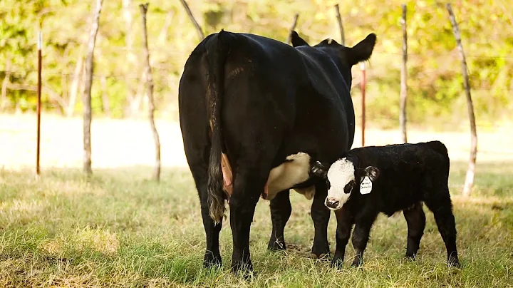 American Aberdeen Cattle Breed Value - Neil Effertz