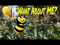 🖐️🌽HAND POLLINATING CORN ✌️ TWO DIFFERENT METHODS 🌽 HOW TO POLLINATE CORN 🌽