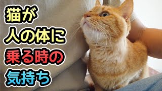 飼い主の体に乗ってくる猫の気持ち【乗る場所とその理由も解説】