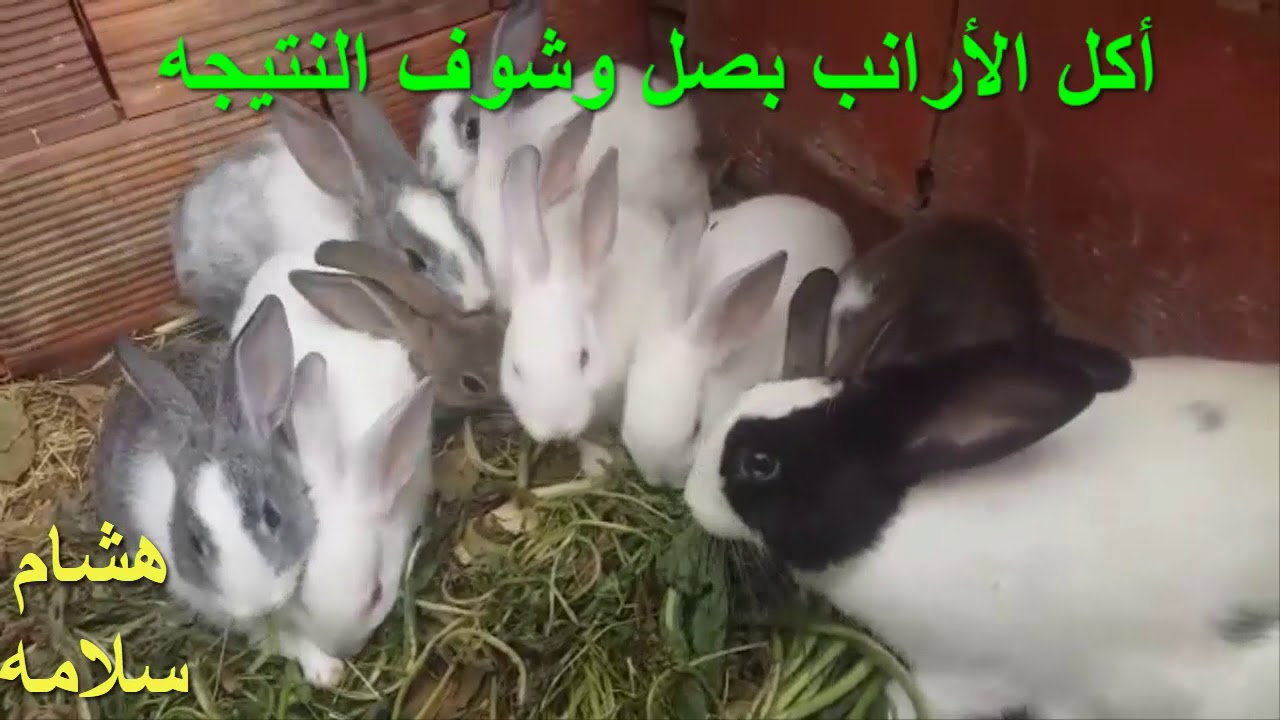 أكل الأرانب بصل وشوف النتيجة