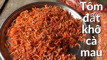 Chia sẻ cách làm tôm đất khô phơi nắng cà mau | Nguyễn Nhiệm