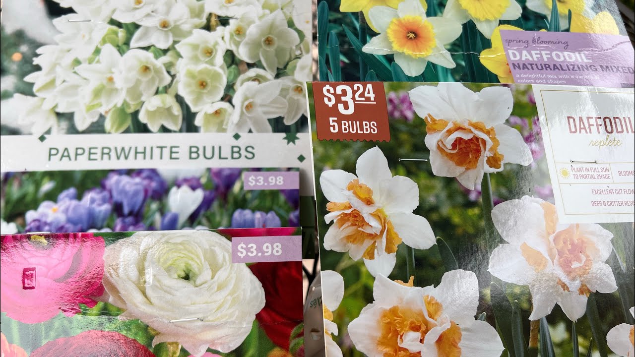 Planting bulbs in containers | How to make bulb lasagna!