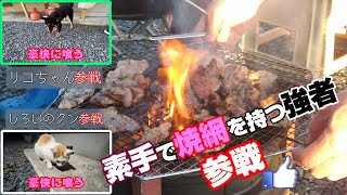 【気仙沼ホルモン】豪快に焼いて食べると美味いんです‼️