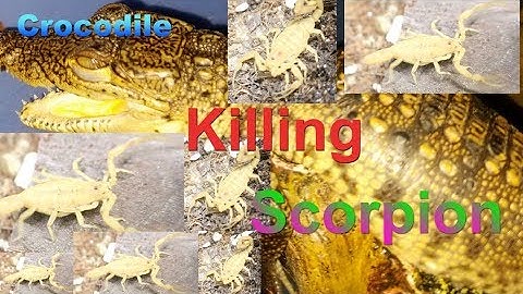 Crocodile Killing Scorpion, Centruroides sculpturatus, with The Deadly Tarantula Girl