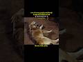A street dog that behaves with gratitude#shorts #short
