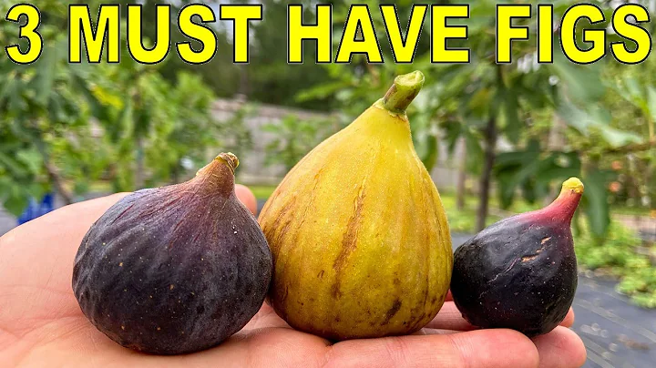 3 MUST HAVE FIG VARIETIES For Every Garden