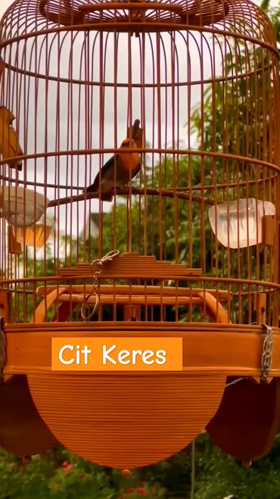 Pancingan Cit Keres Kemade Langsung Bunyi
