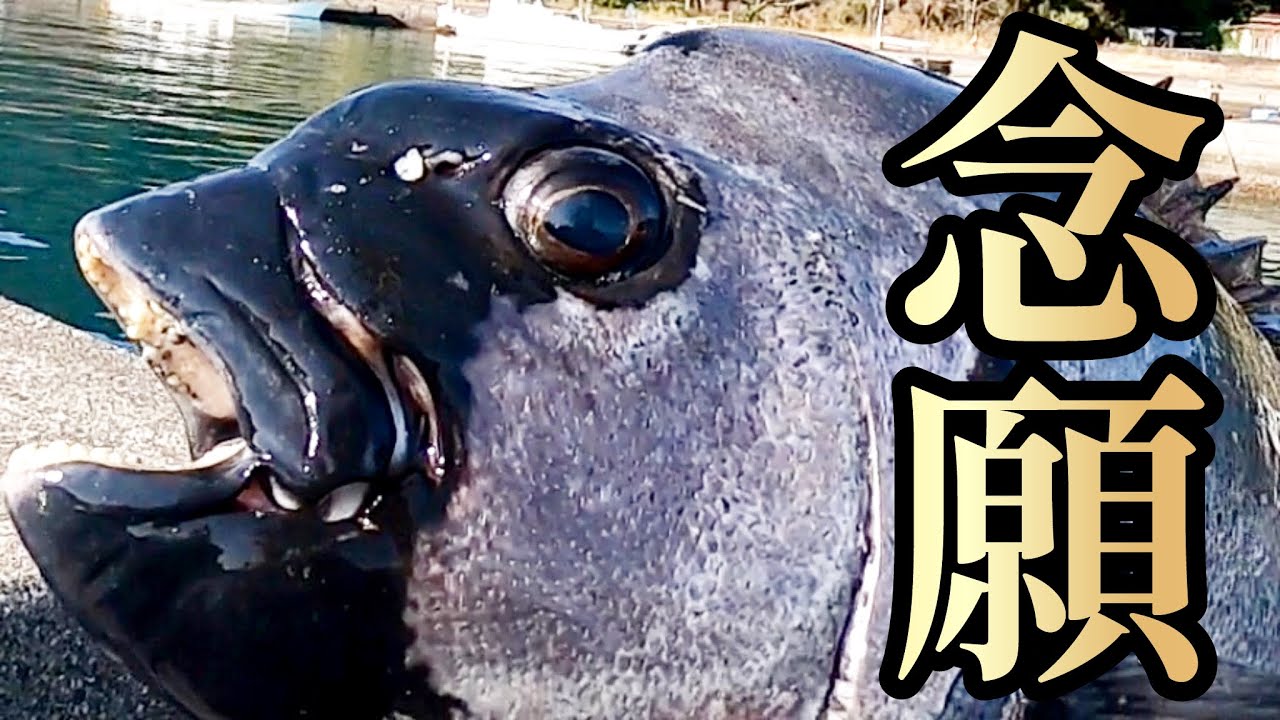 念願のロクマル‼️漁港の石鯛達と勝負した結果‼️【かぶせ釣り】