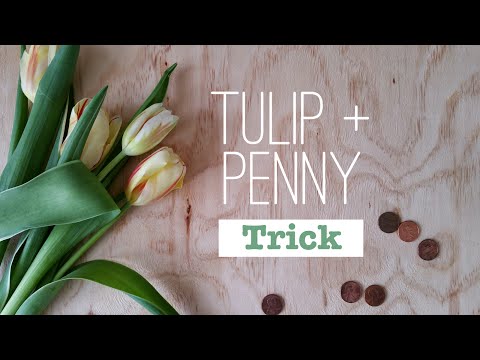 The Penny and Tulip Trick