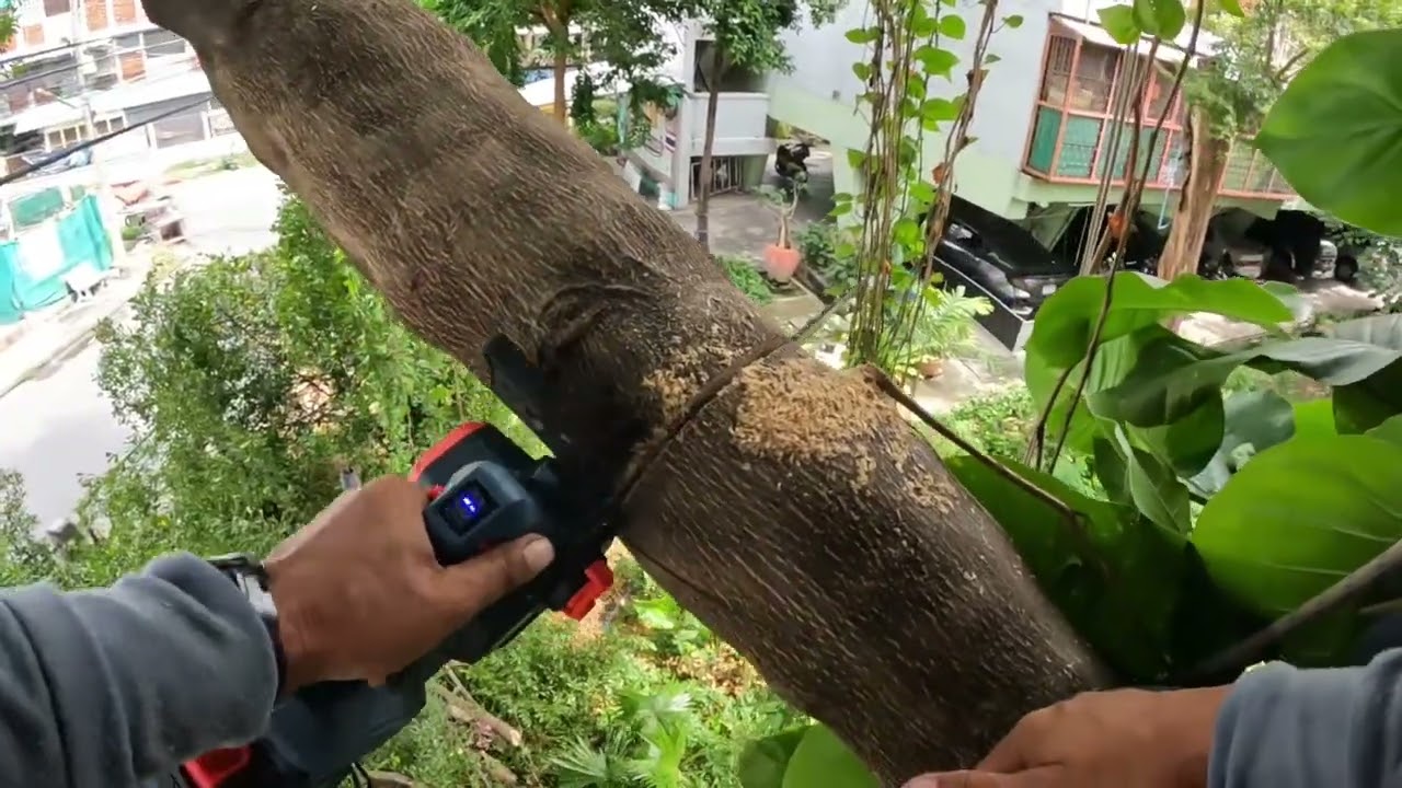 ตัดแต่งต้นหูกระจง ep11 