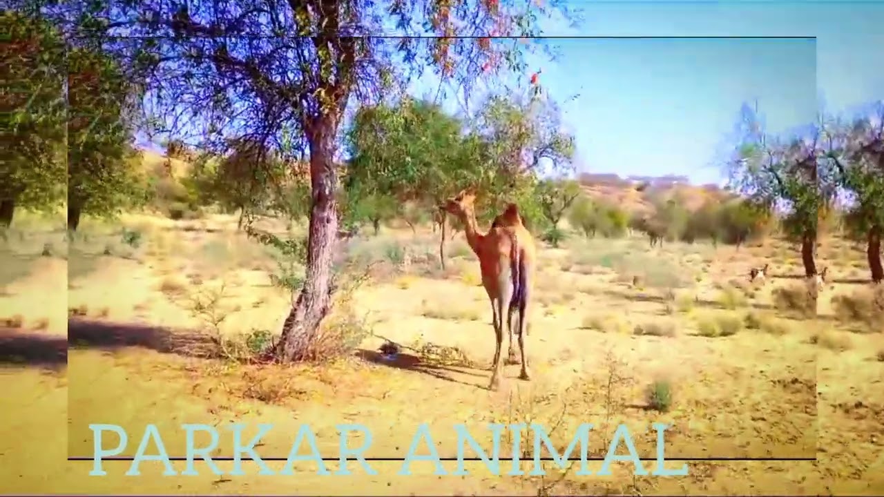 camel happy mood in jungle