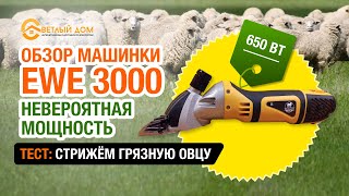 Машинка для стрижки овец EWE 3000. Профессиональный обзор + ТЕСТ Стрижем очень грязную овцу машинкой