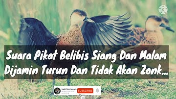 Suara Pikat Belibis Merah Siang Dan Malam, Ampuh, Sudah Terbukti. Dijamin Turun